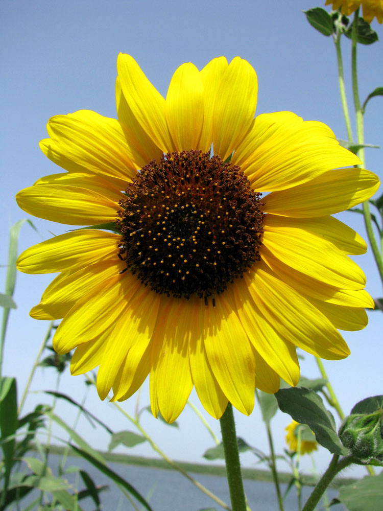 Изображение особи Helianthus lenticularis.