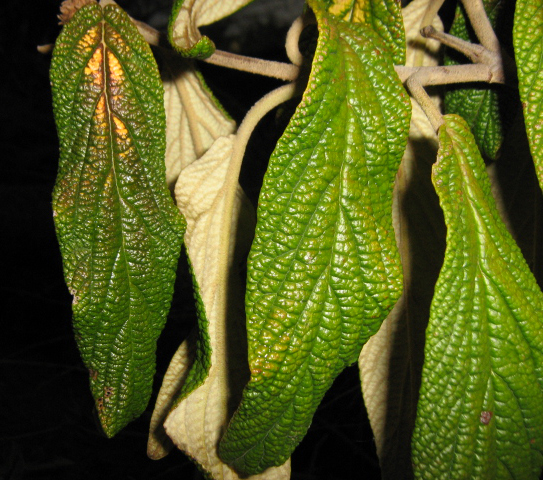 Image of Viburnum rhytidophyllum specimen.