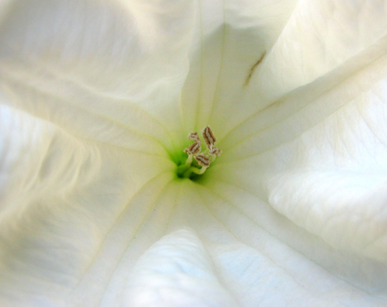 Изображение особи Datura wrightii.