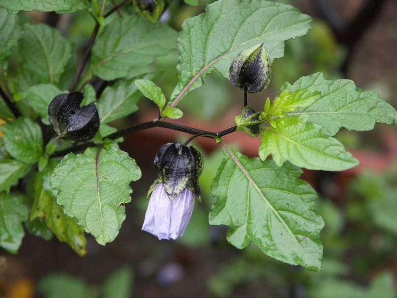 Image of Nicandra physalodes specimen.