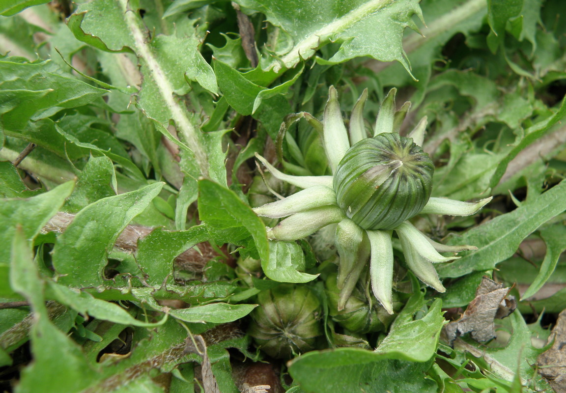 Image of genus Taraxacum specimen.