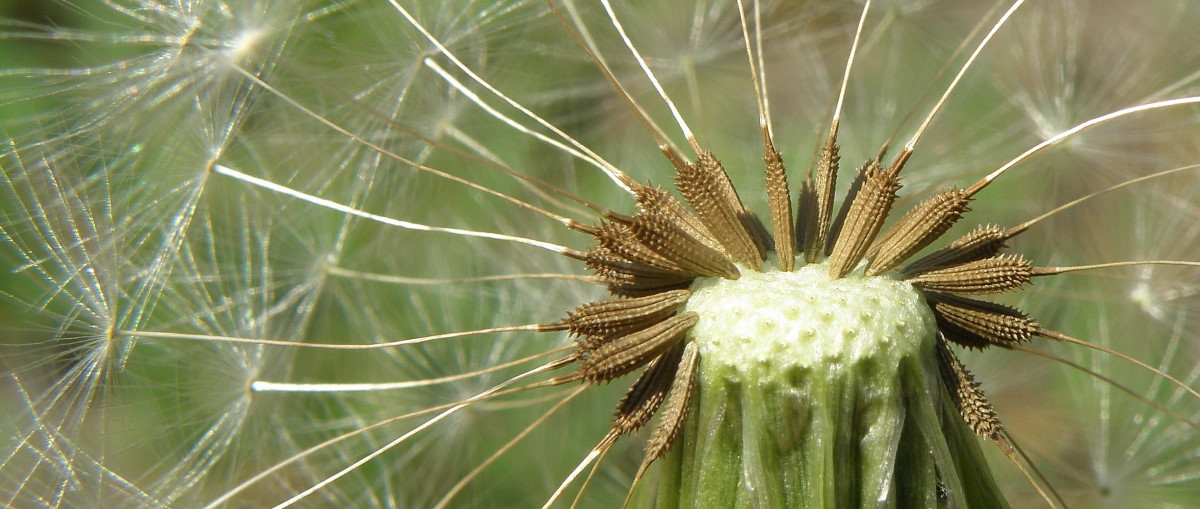 Изображение особи род Taraxacum.