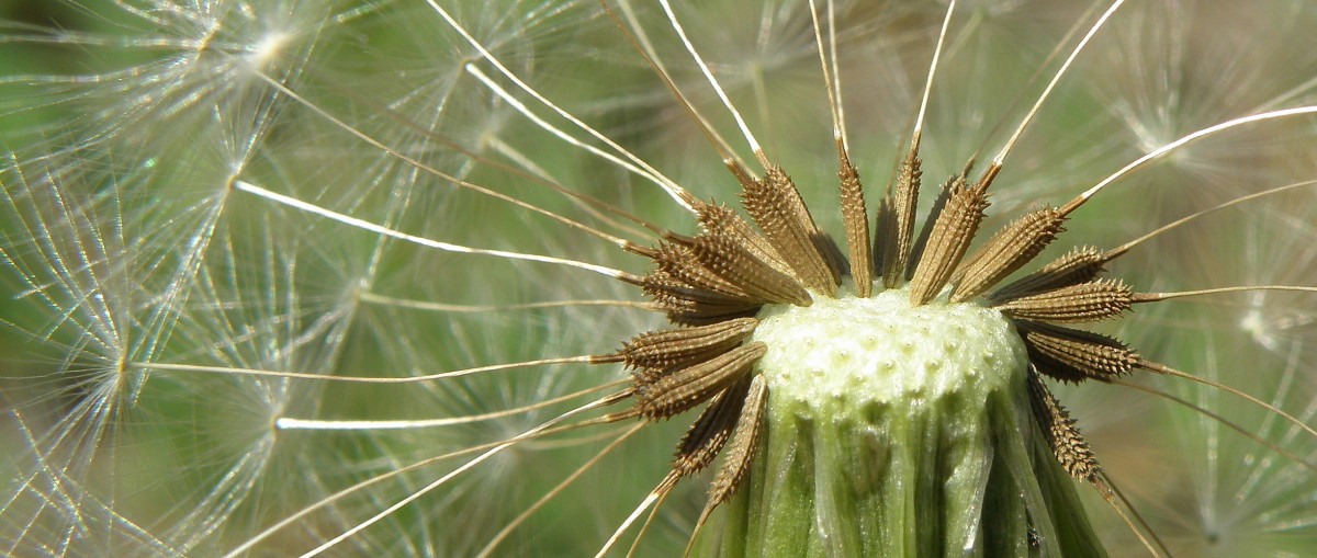 Image of genus Taraxacum specimen.