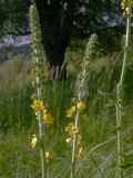 Agrimonia eupatoria