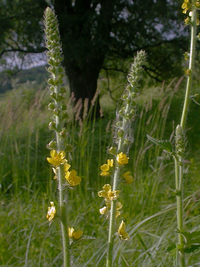 Изображение особи Agrimonia eupatoria.