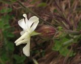 Melandrium latifolium