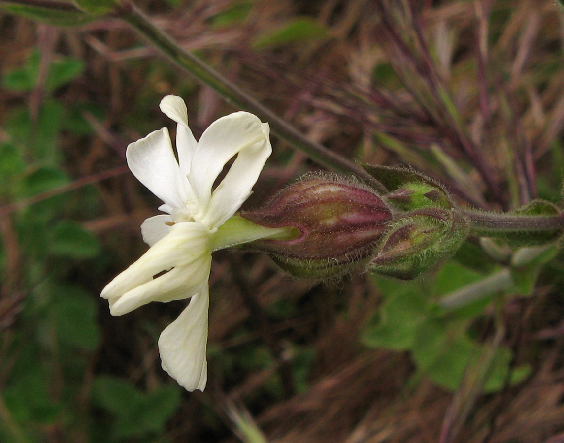 Image of Melandrium latifolium specimen.