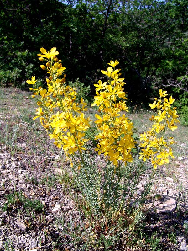 Image of Hypericum elongatum specimen.