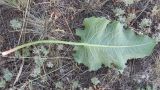 Rumex confertus