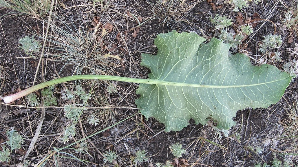 Image of Rumex confertus specimen.