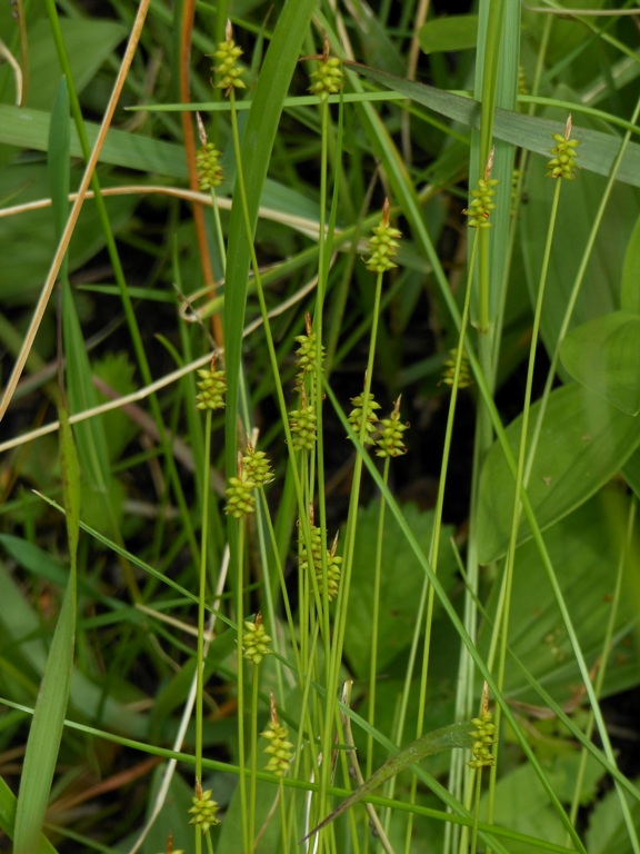 Изображение особи Carex jankowskii.