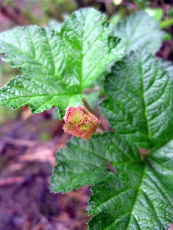 Изображение особи Rubus chamaemorus.