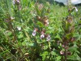 Teucrium chamaedrys. Верхушка цветущего растения. Ставропольский край, Джинальский хребет, ущелье р. Ольховки. 30.06.2012.