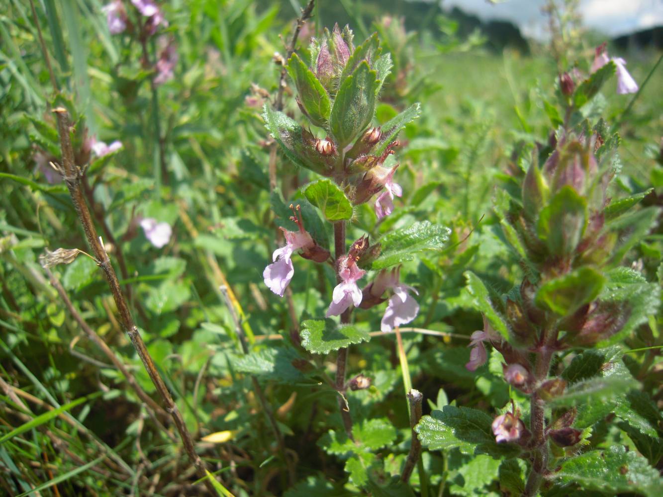 Изображение особи Teucrium chamaedrys.