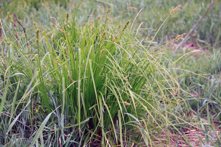 Изображение особи Carex vulpina.