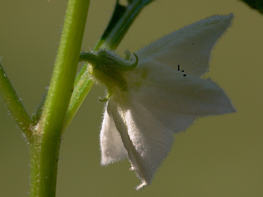 Image of Alkekengi officinarum specimen.