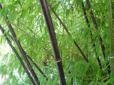 Phyllostachys nigra