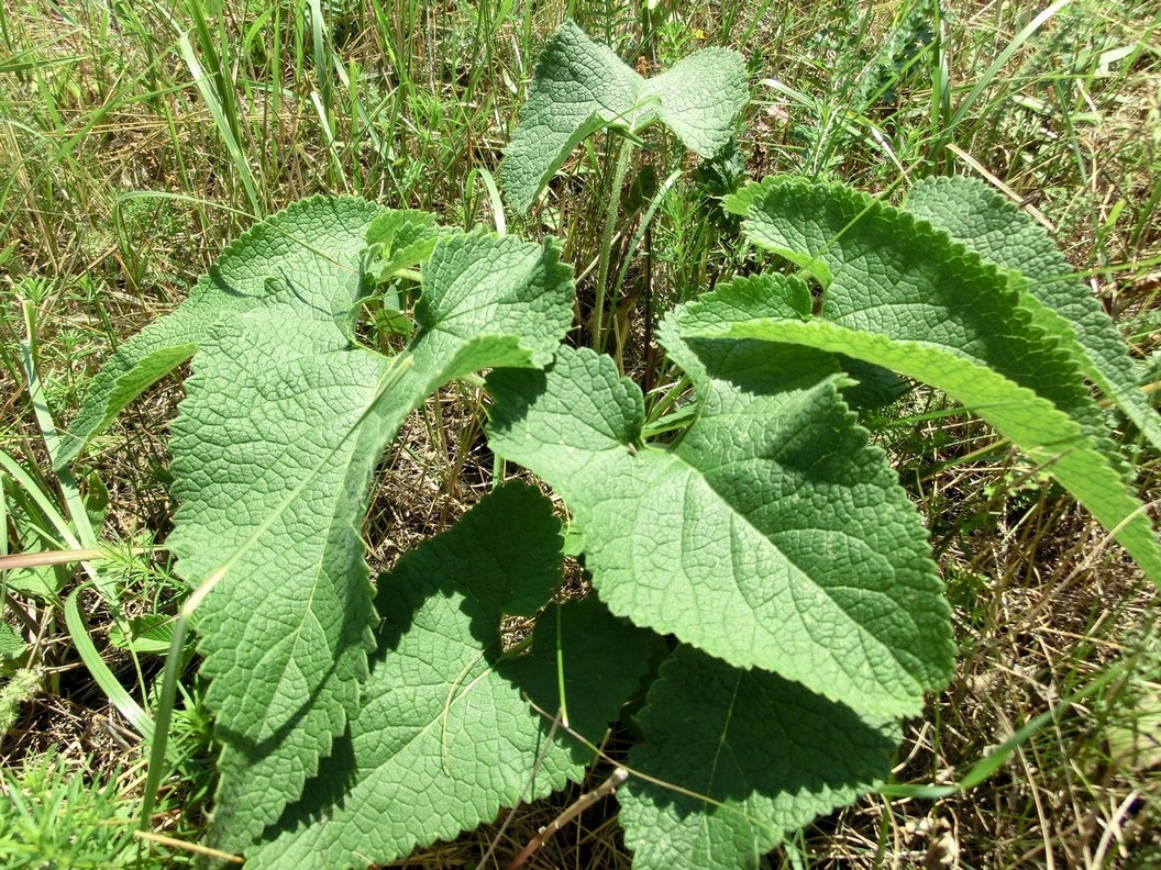 Image of Phlomoides tuberosa specimen.