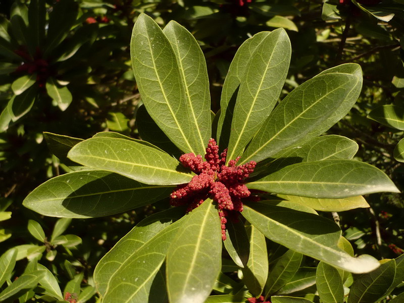 Image of Myrica rubra specimen.