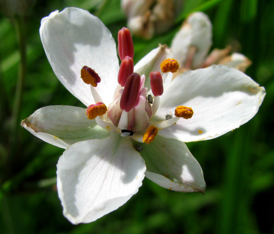 Image of Butomus umbellatus specimen.