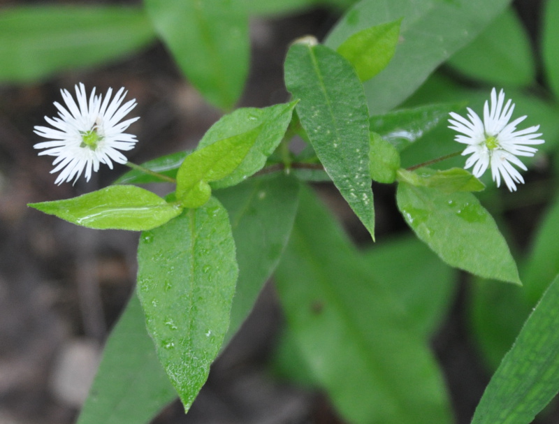 Изображение особи Fimbripetalum radians.