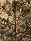 genus Amaranthus