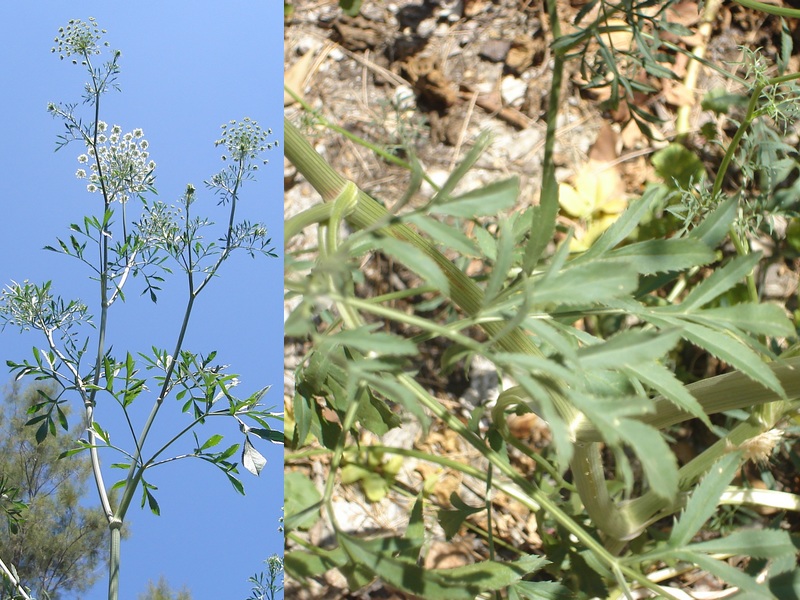 Изображение особи Ammi majus.