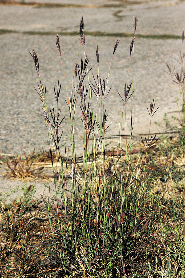 Изображение особи Bothriochloa ischaemum.