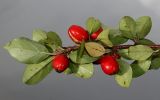 Cotoneaster divaricatus. Верхушка веточки с созревшими плодами (видна обратная сторона листьев). Германия, г. Кемпен, в озеленении улицы. 19.09.2012.