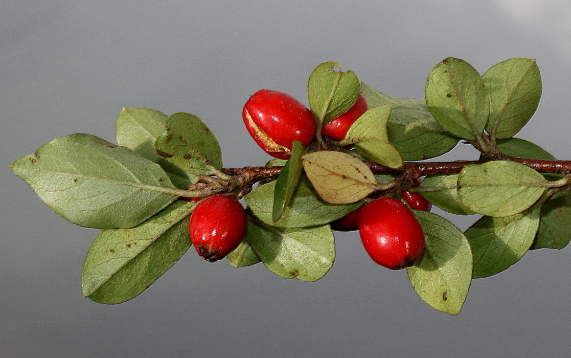 Image of Cotoneaster divaricatus specimen.