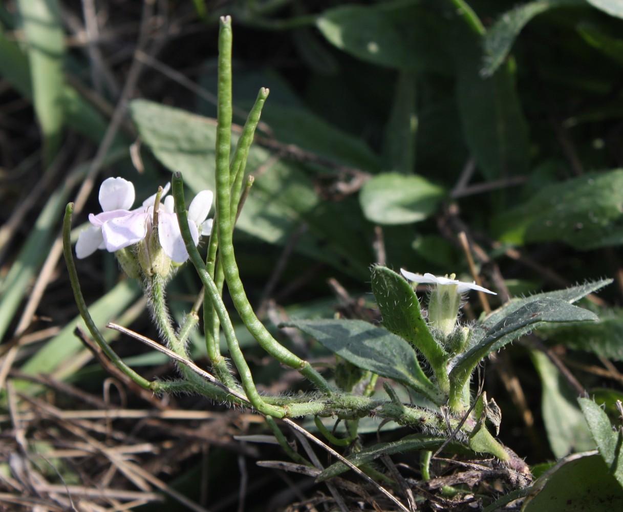 Изображение особи Clausia agideliensis.