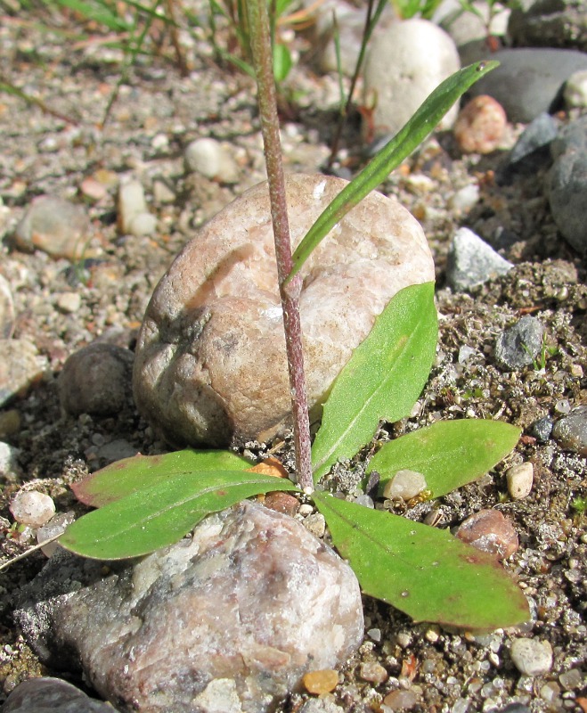 Image of Crepis tectorum specimen.