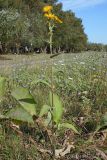 Inula helenium