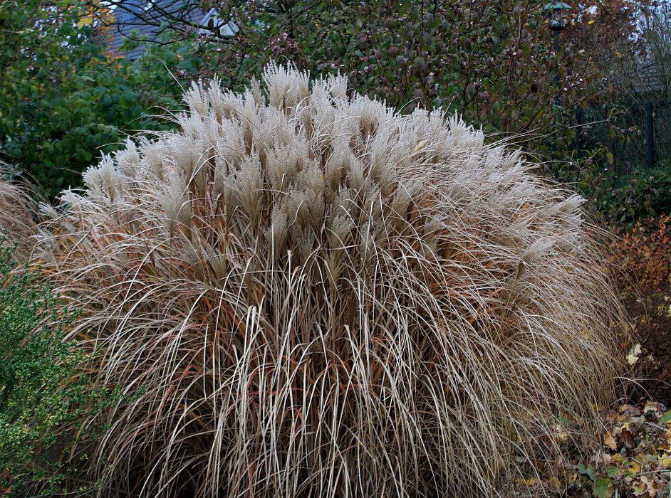 Изображение особи Miscanthus sinensis.