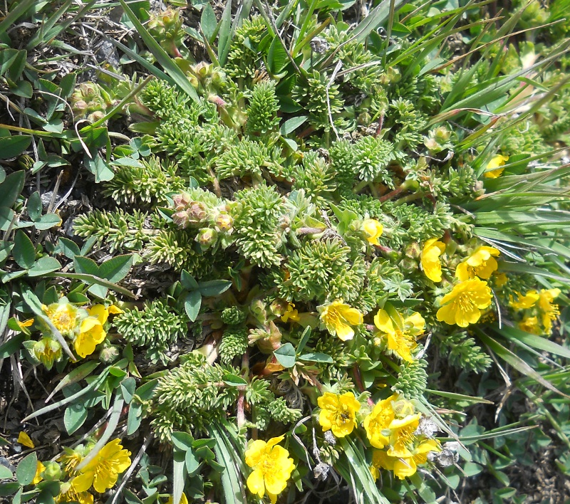 Изображение особи Potentilla argaea.