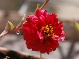 Portulaca grandiflora. Цветок. Узбекистан, г. Ташкент, в культуре. 05.09.2012.