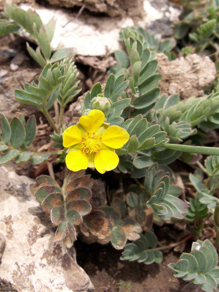 Image of Potentilla moorcroftii specimen.