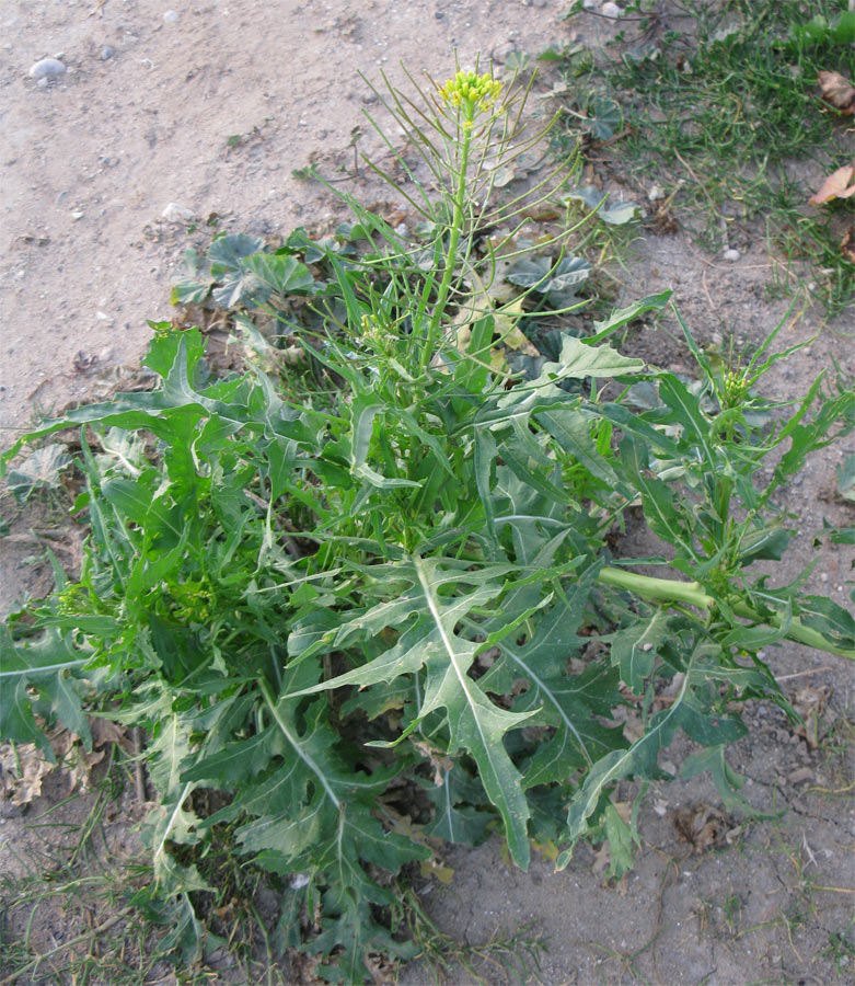 Image of Sisymbrium irio specimen.