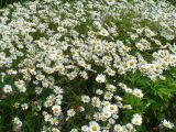 Leucanthemum vulgare