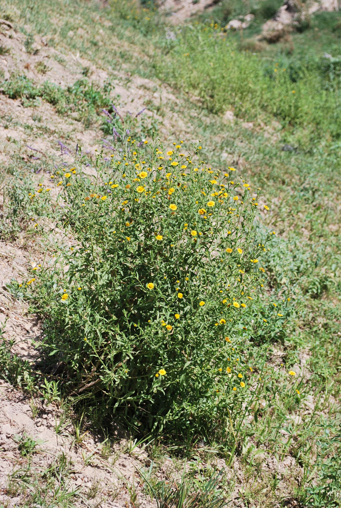 Image of Pulicaria dysenterica specimen.