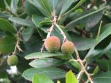 Arbutus unedo