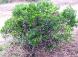 Phillyrea latifolia
