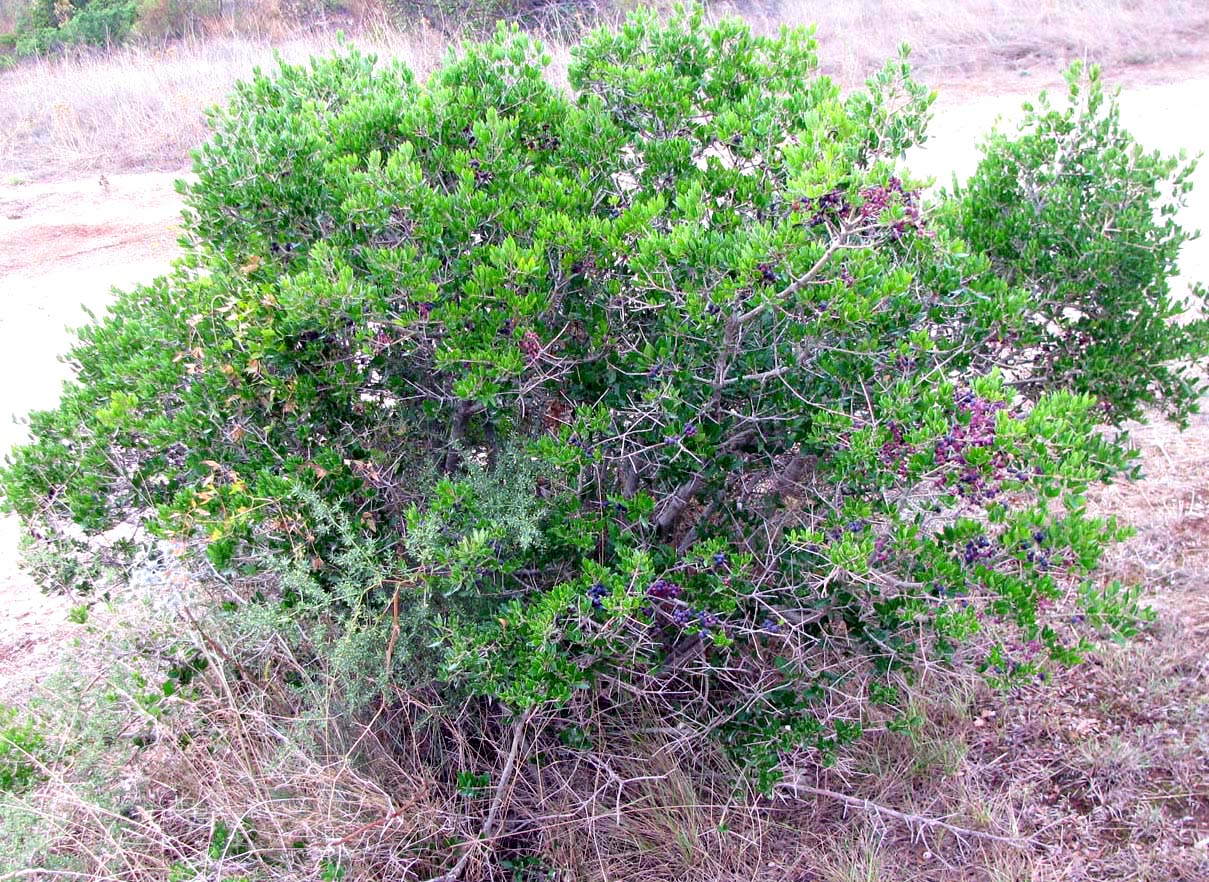 Image of Phillyrea latifolia specimen.