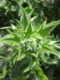 Acanthus syriacus