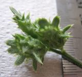 Onobrychis crista-galli. Сорванное незрелое соплодие. Израиль, г. Беэр-Шева, рудеральное местообитание. 08.03.2013.