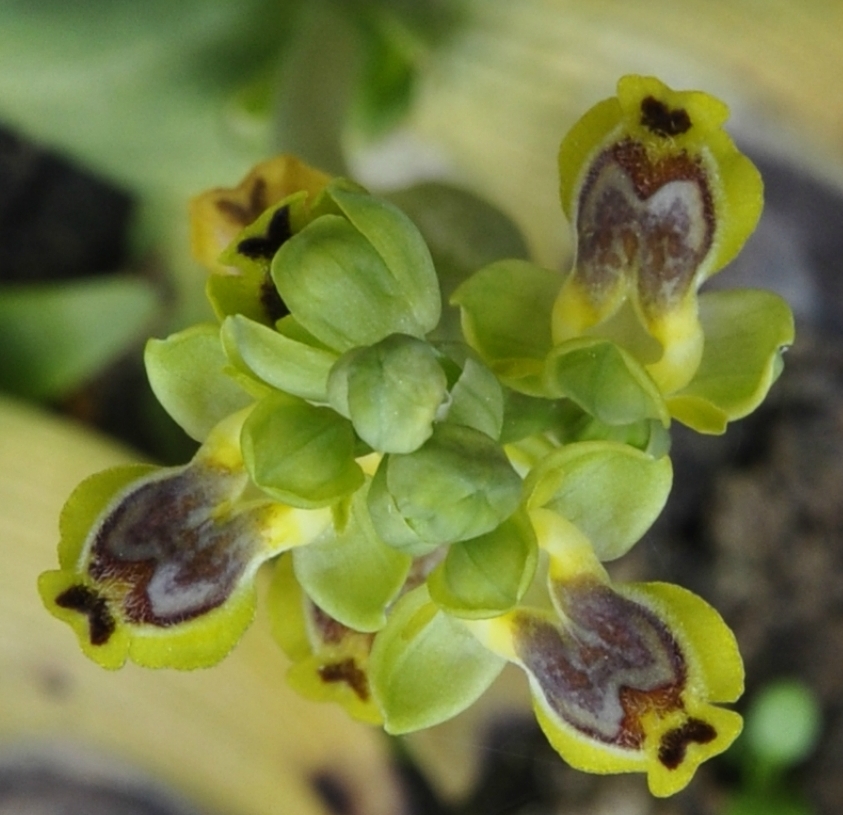 Изображение особи Ophrys lutea ssp. galilaea.