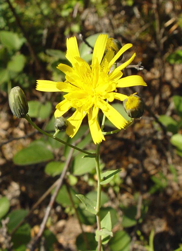 Изображение особи Hieracium virosum.