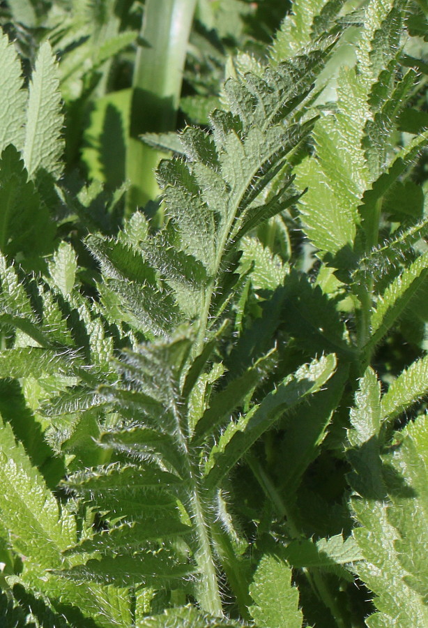 Image of Papaver setiferum specimen.