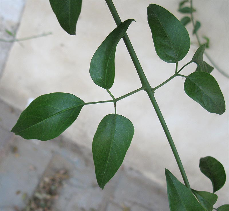 Image of Jasminum azoricum specimen.