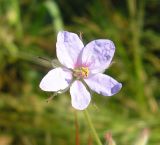 Erodium ciconium